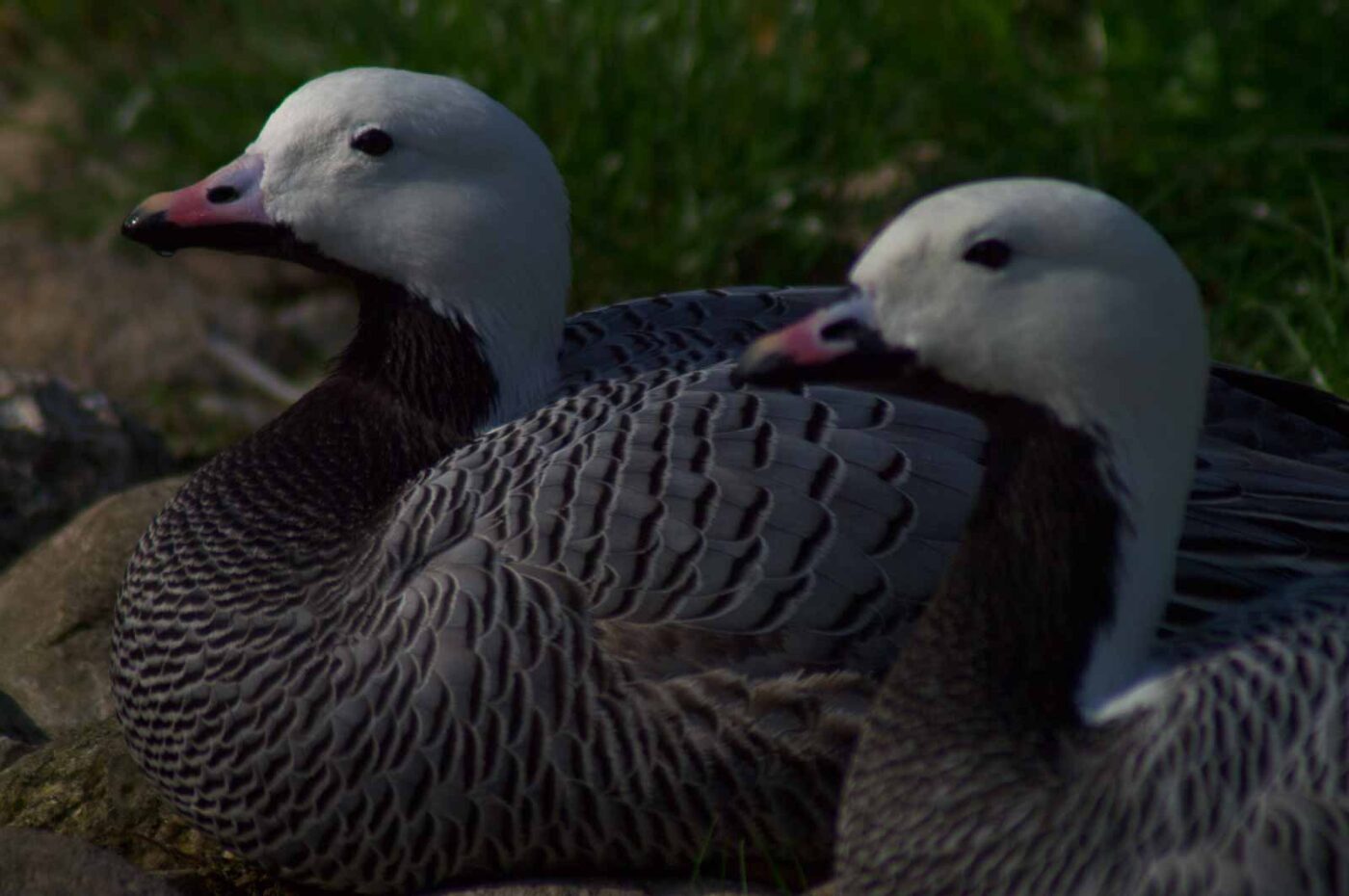 2018-04-18 - Walsrode - Vogelpark