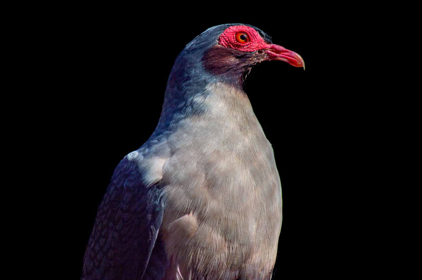 2018-04-18 - Walsrode - Vogelpark