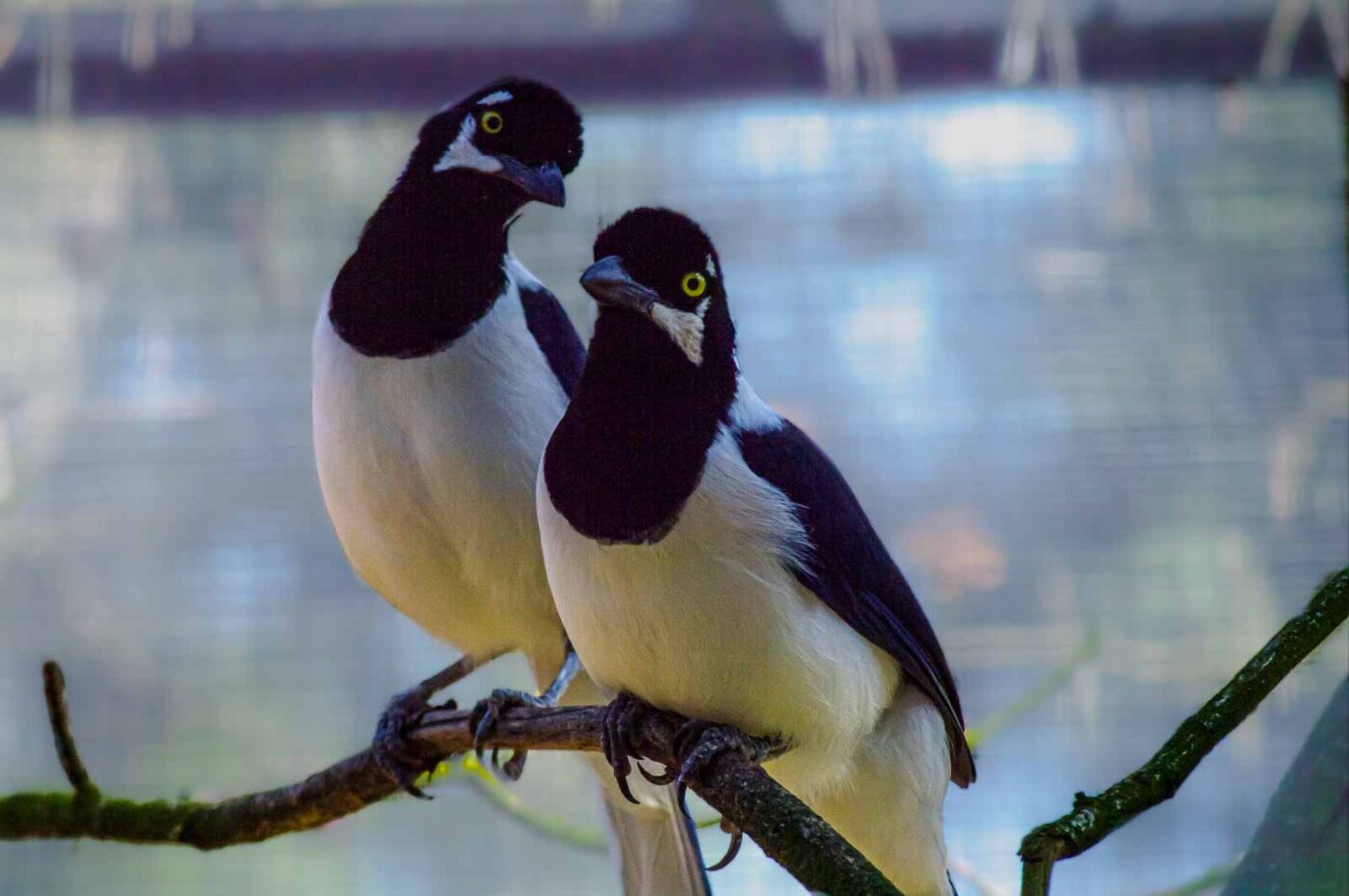 2018-04-18 - Walsrode - Vogelpark
