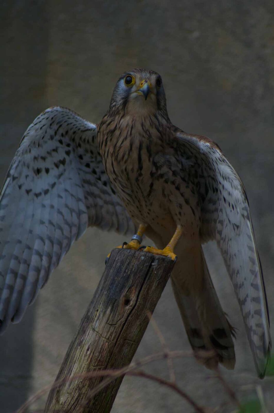 2018-04-18 - Walsrode - Vogelpark