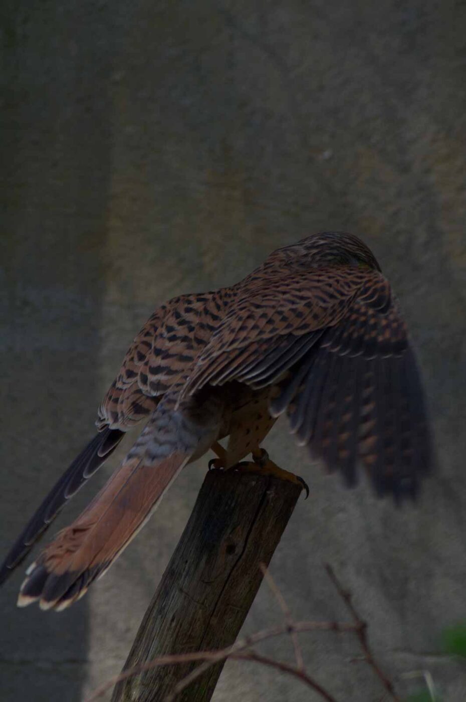 2018-04-18 - Walsrode - Vogelpark