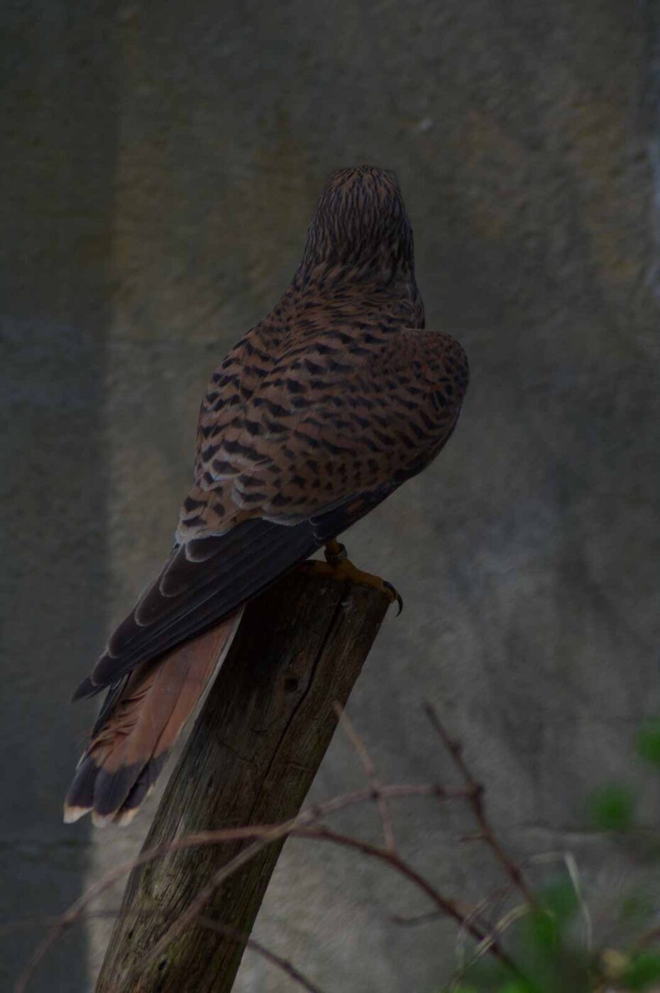 2018-04-18 - Walsrode - Vogelpark