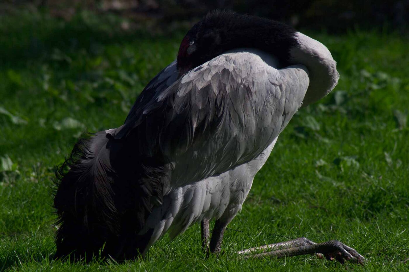2018-04-18 - Walsrode - Vogelpark
