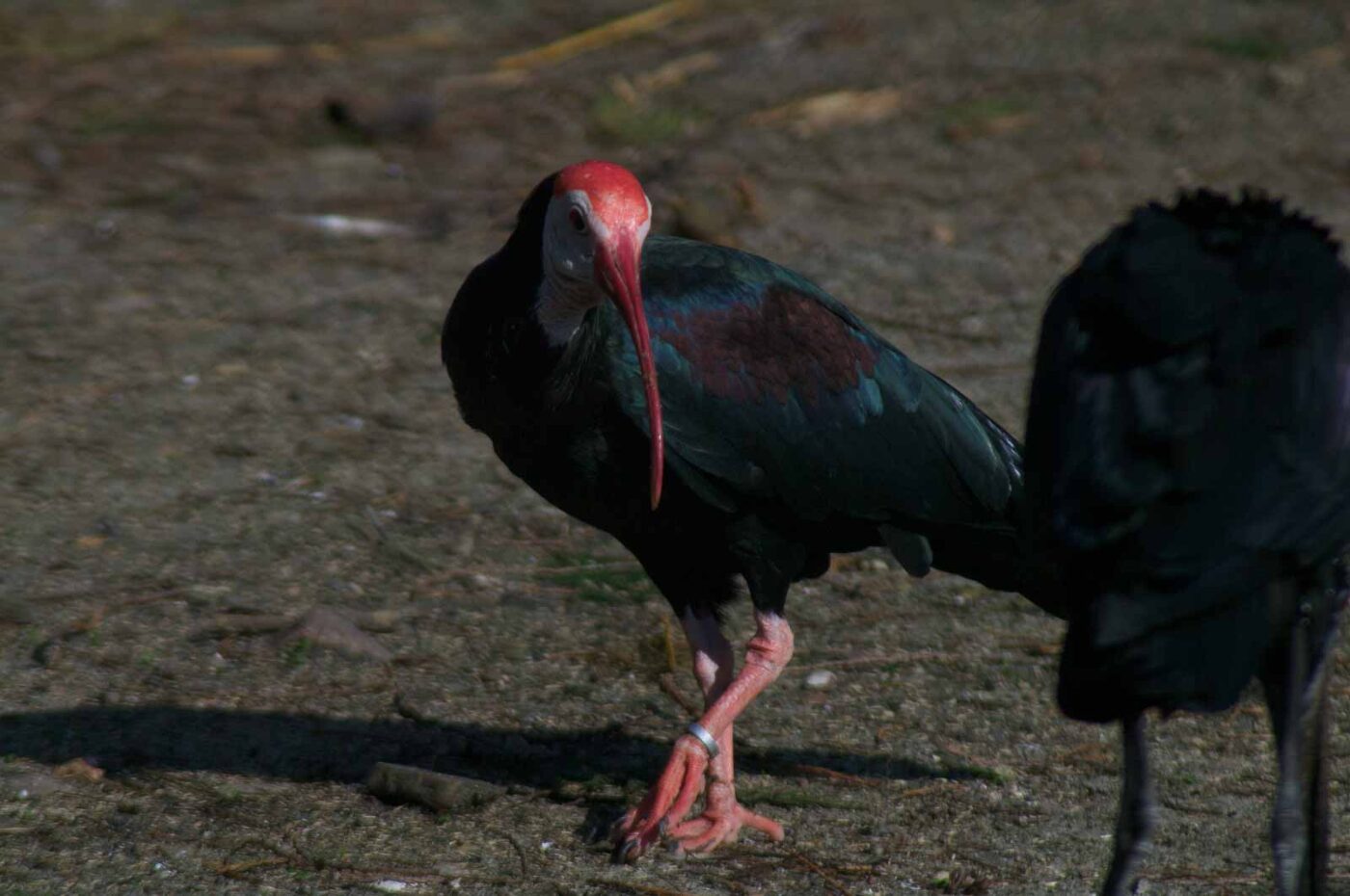 2018-04-18 - Walsrode - Vogelpark
