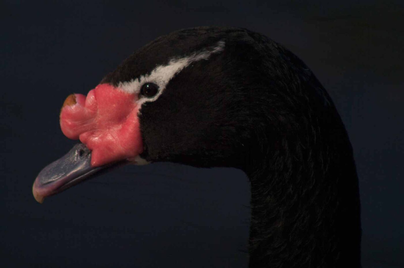 2018-04-18 - Walsrode - Vogelpark