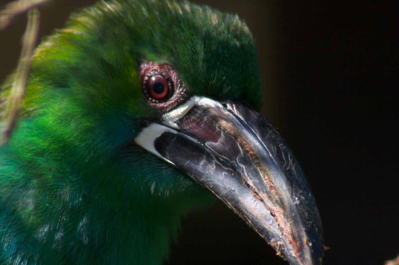 2018-04-19 - Walsrode - Vogelpark