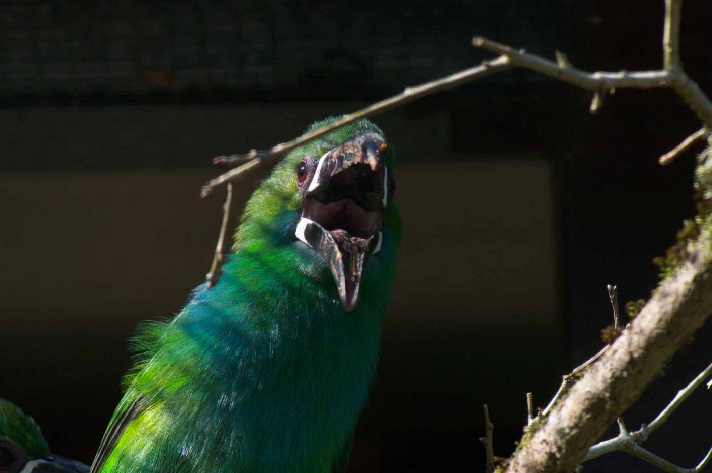 2018-04-19 - Walsrode - Vogelpark