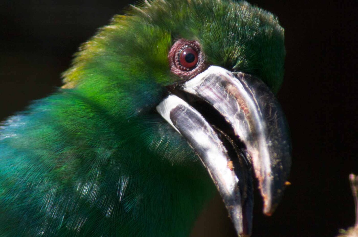 2018-04-19 - Walsrode - Vogelpark