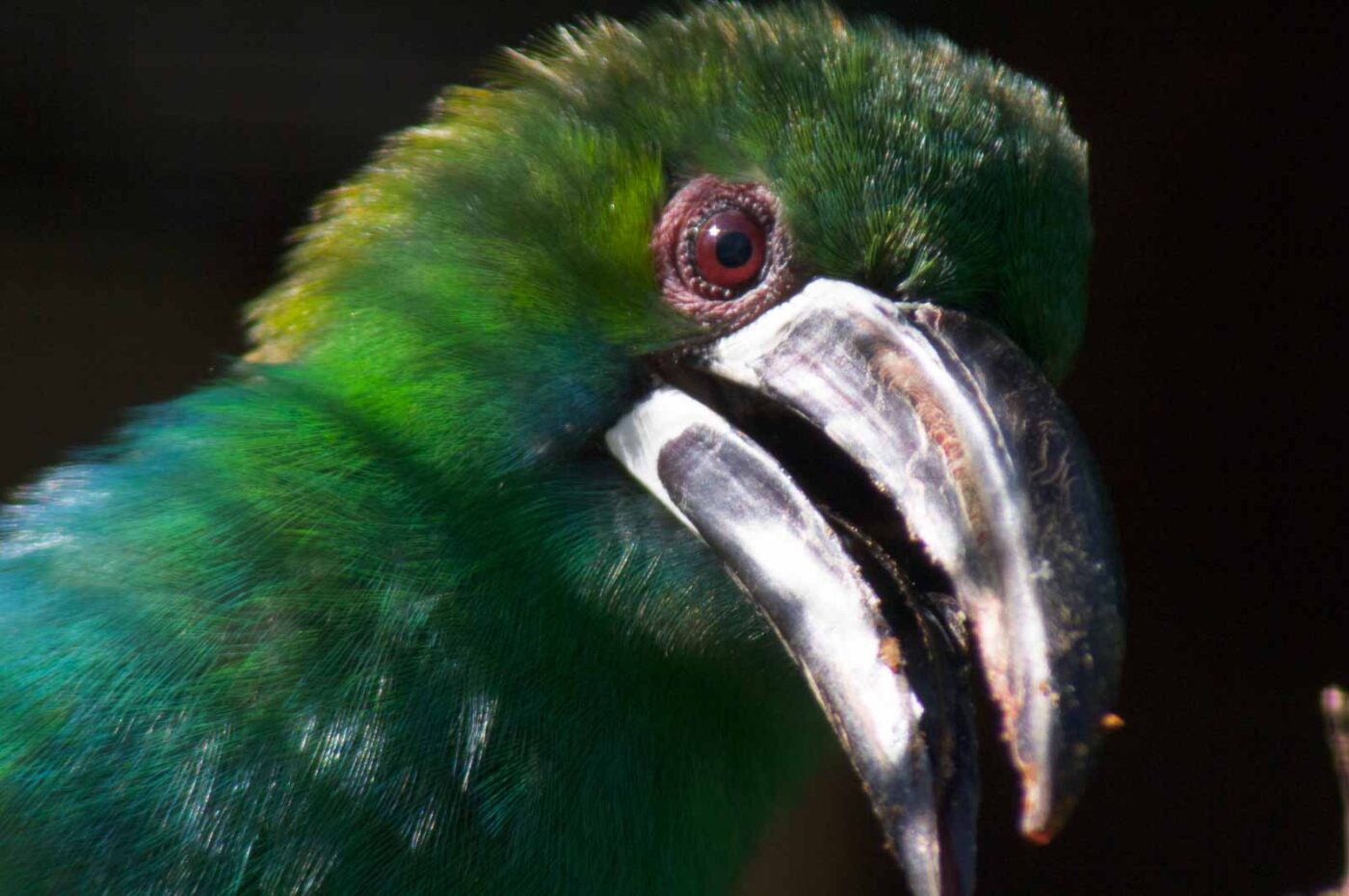 2018-04-19 - Walsrode - Vogelpark