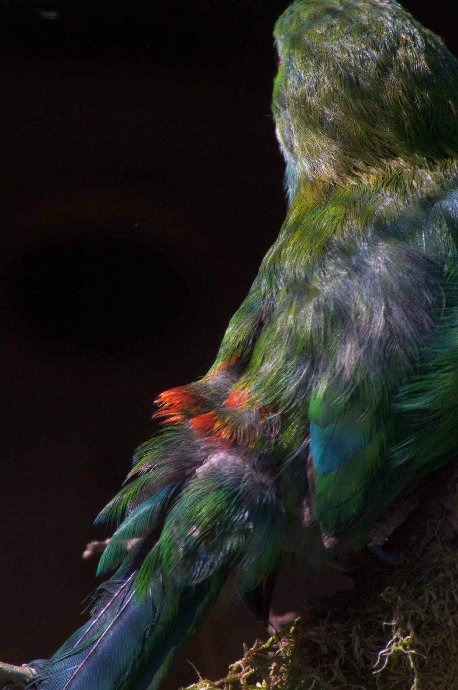 2018-04-19 - Walsrode - Vogelpark