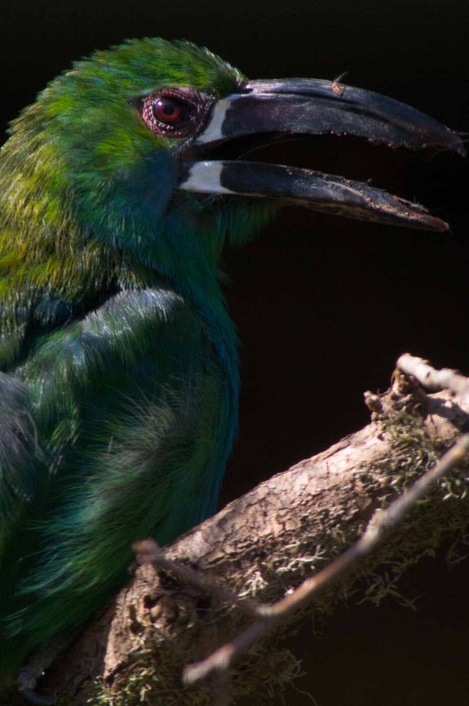 2018-04-19 - Walsrode - Vogelpark