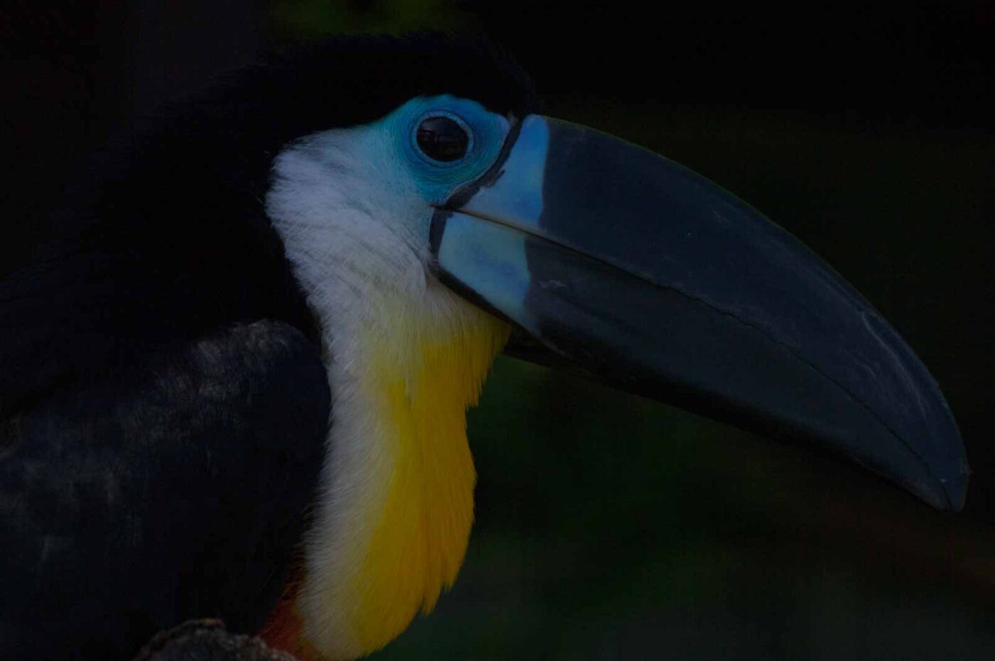 2018-04-19 - Walsrode - Vogelpark