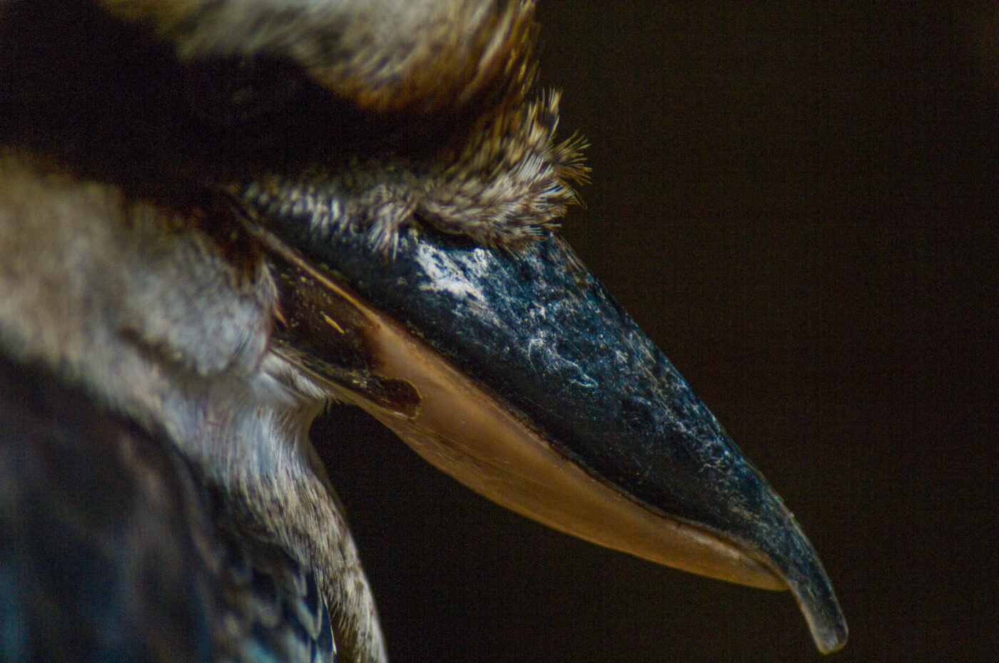 2018-04-19 - Walsrode - Vogelpark