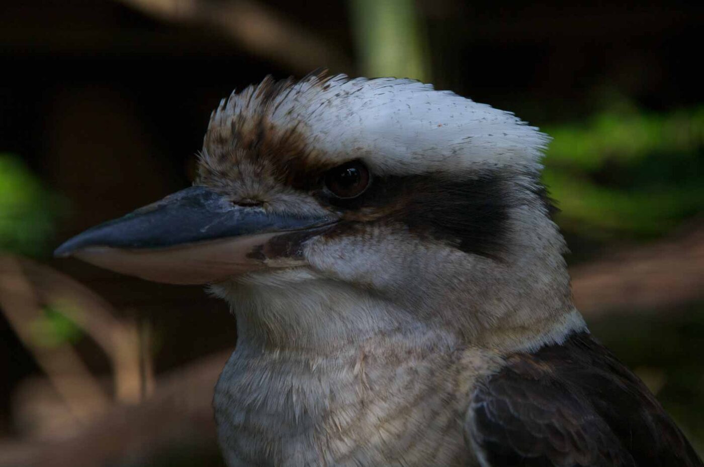 2018-04-19 - Walsrode - Vogelpark