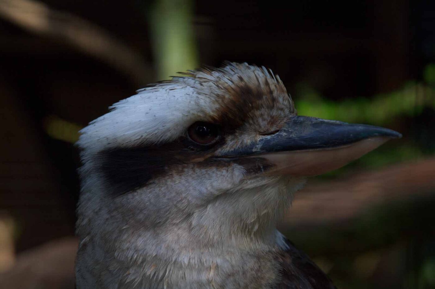 2018-04-19 - Walsrode - Vogelpark