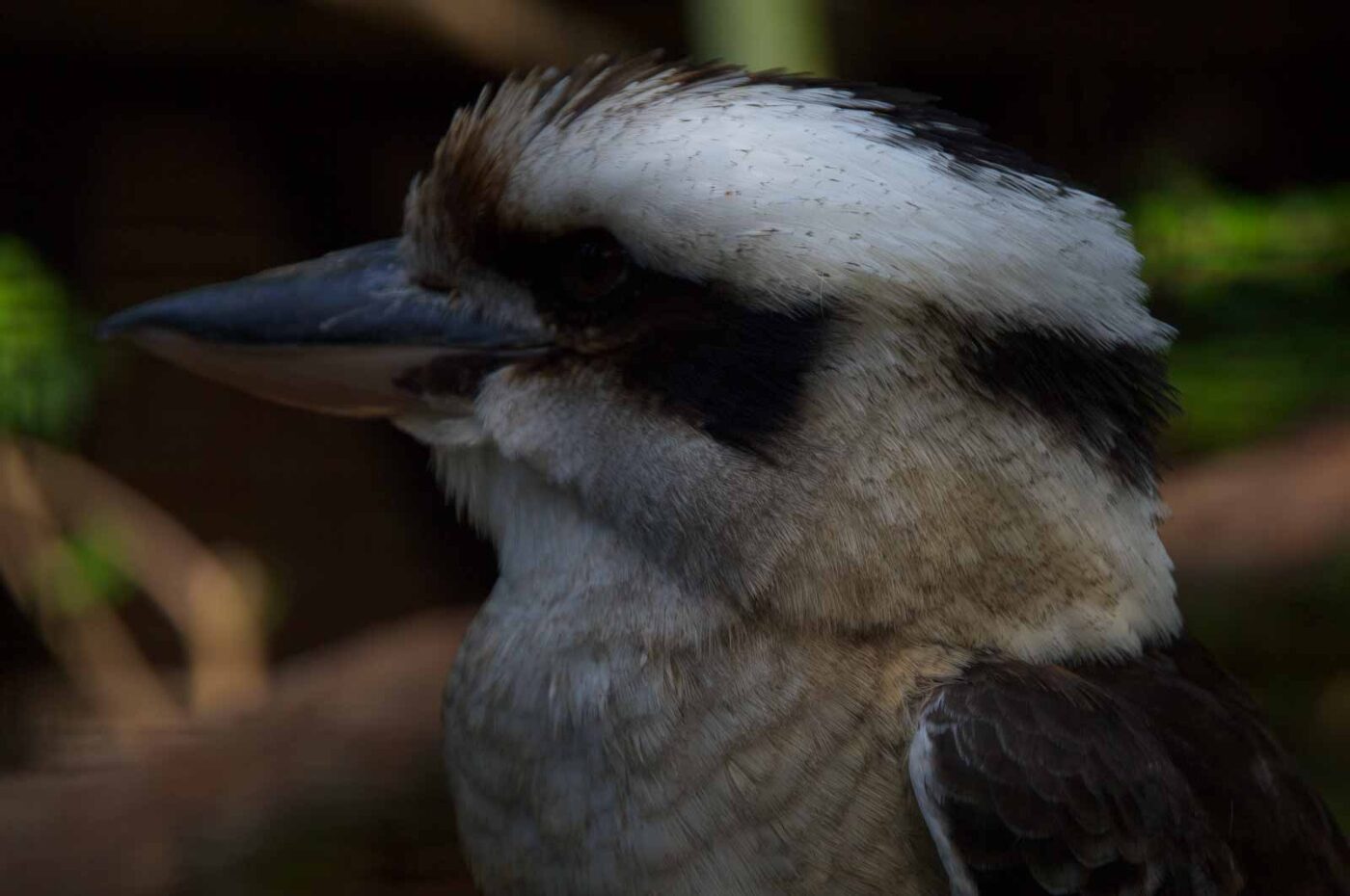 2018-04-19 - Walsrode - Vogelpark