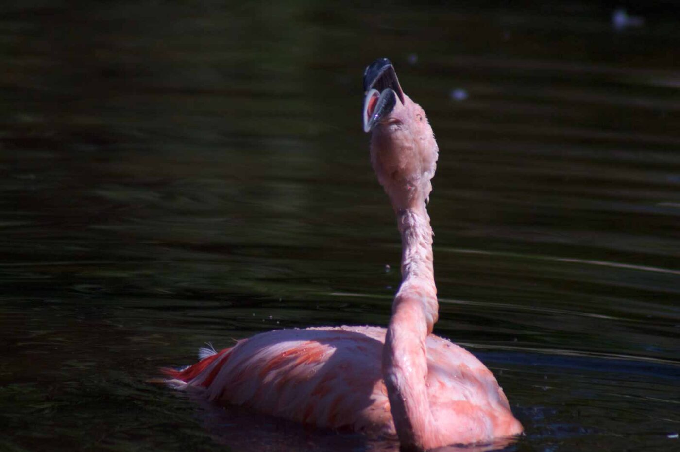 2018-04-19 - Walsrode - Vogelpark