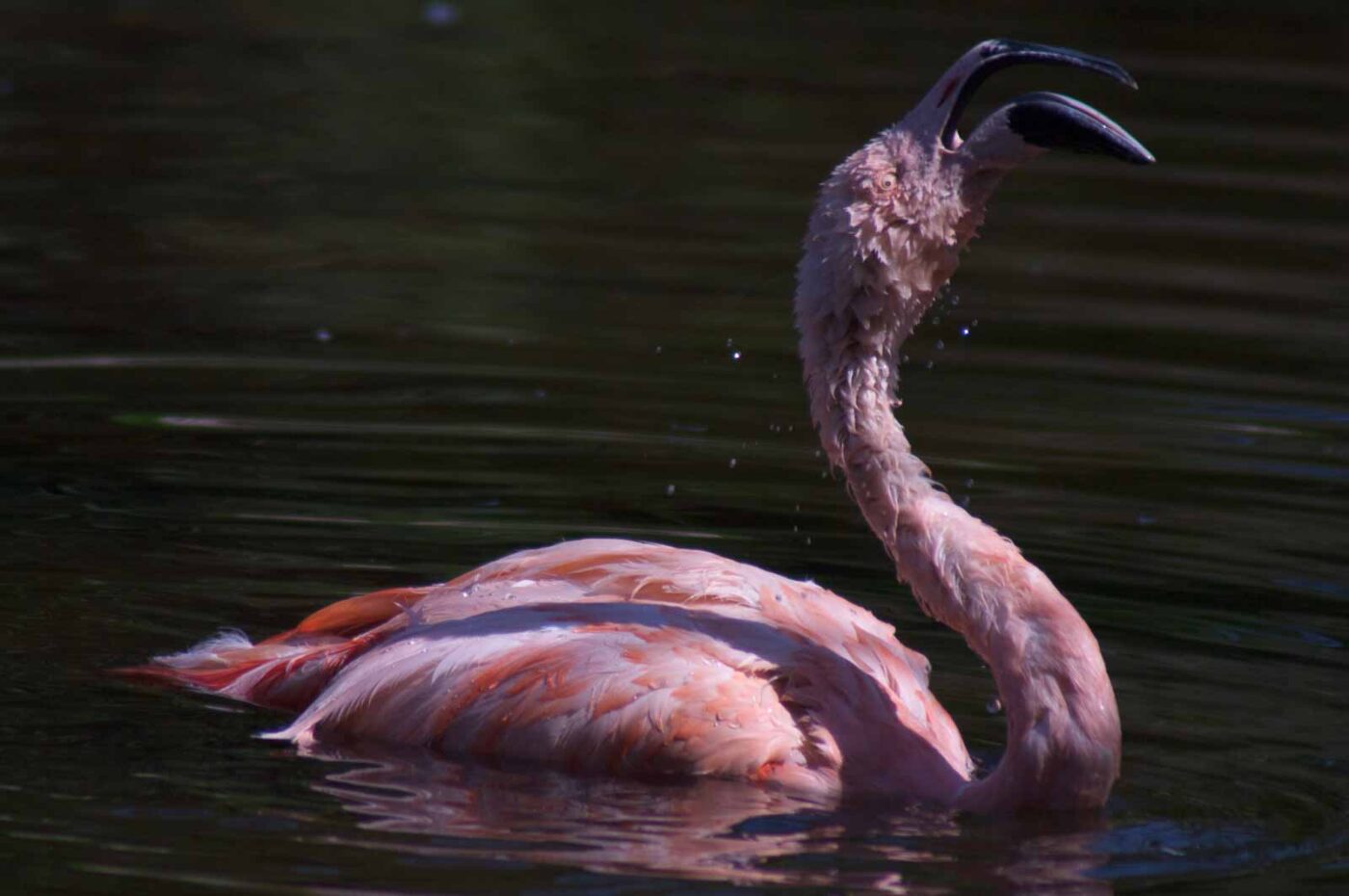 2018-04-19 - Walsrode - Vogelpark