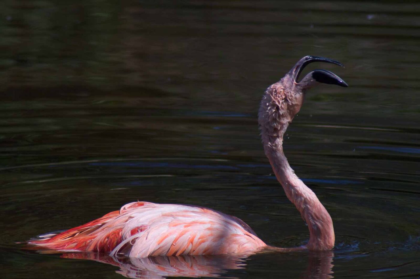 2018-04-19 - Walsrode - Vogelpark