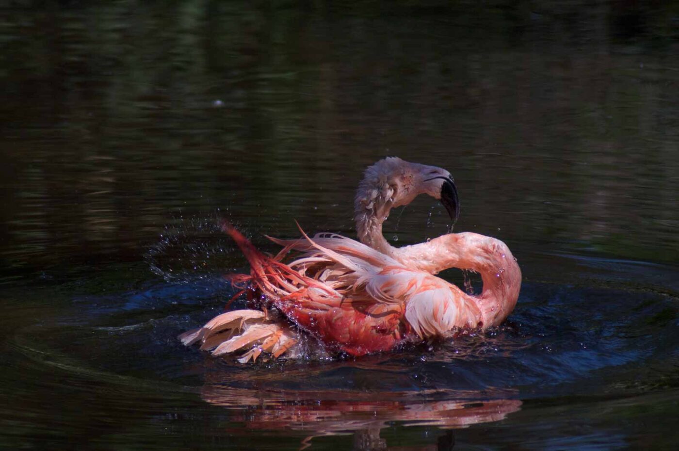 2018-04-19 - Walsrode - Vogelpark