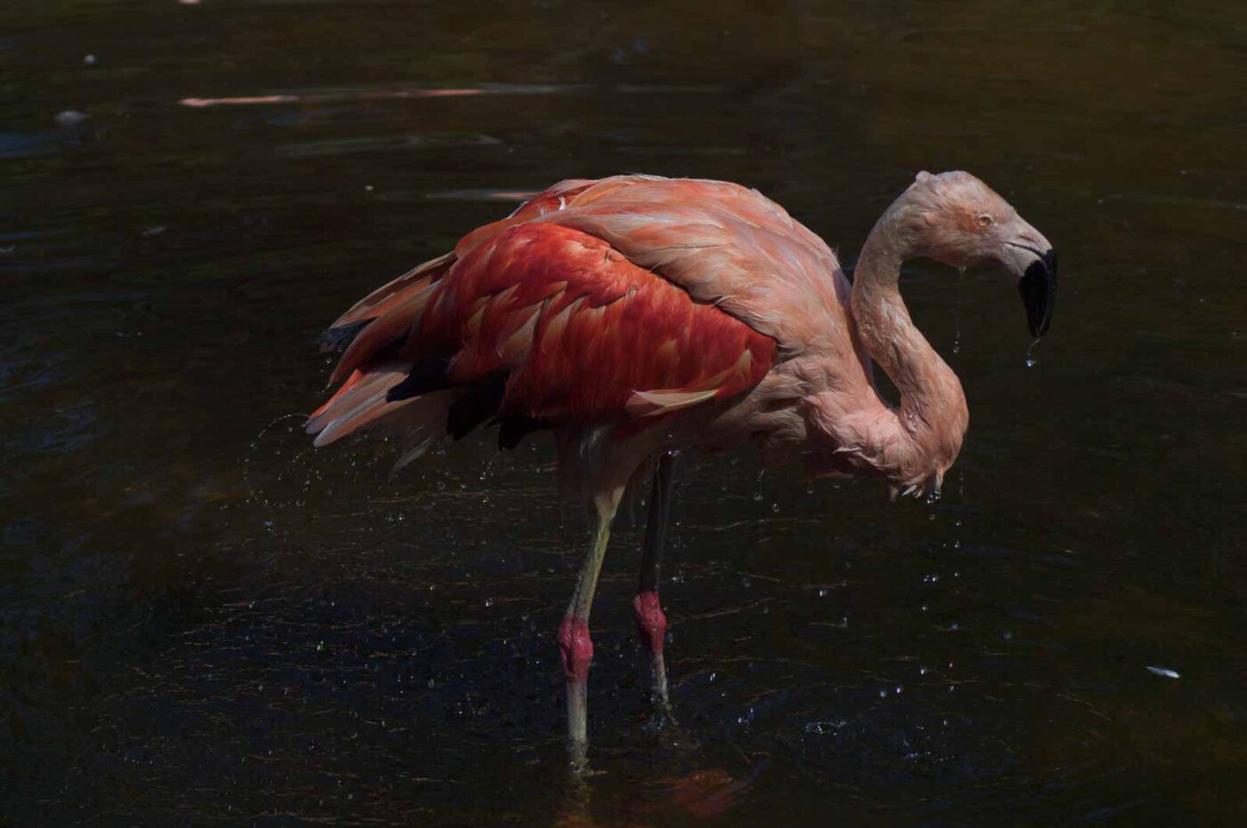 2018-04-19 - Walsrode - Vogelpark