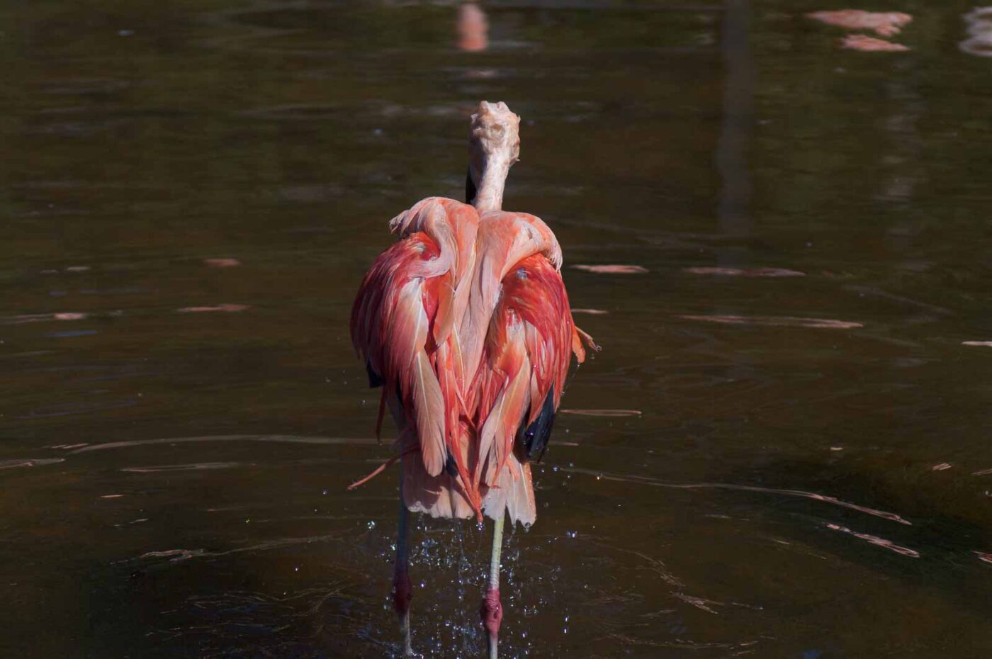 2018-04-19 - Walsrode - Vogelpark