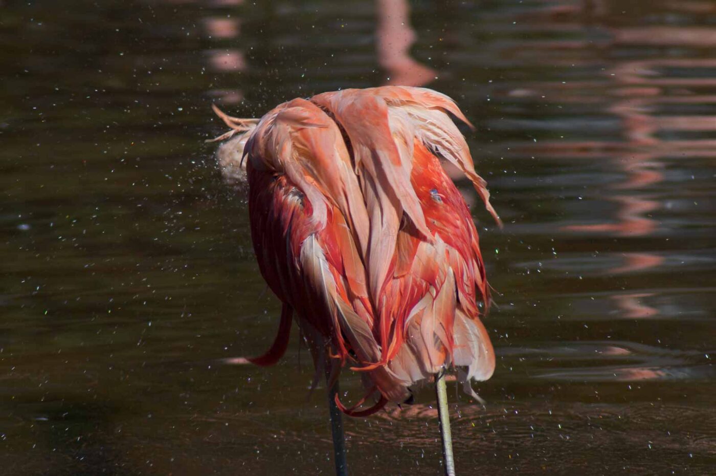 2018-04-19 - Walsrode - Vogelpark