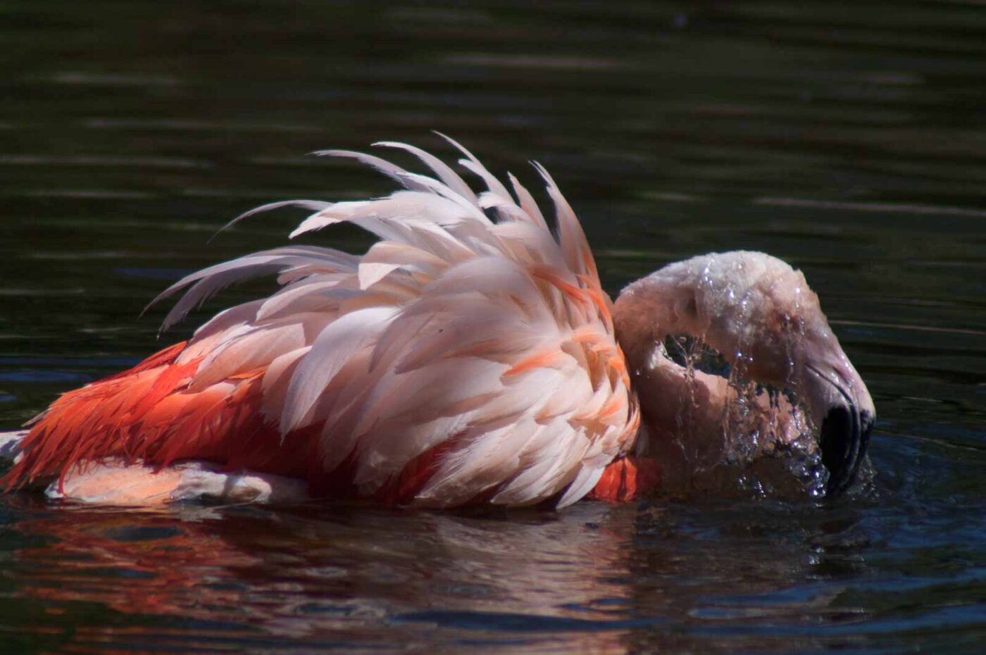 2018-04-19 - Walsrode - Vogelpark