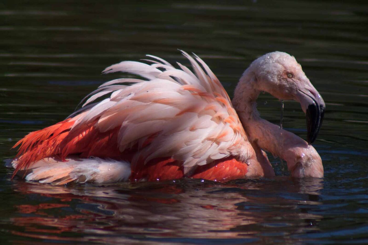 2018-04-19 - Walsrode - Vogelpark