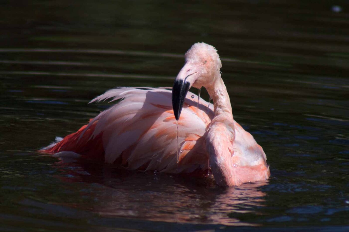 2018-04-19 - Walsrode - Vogelpark