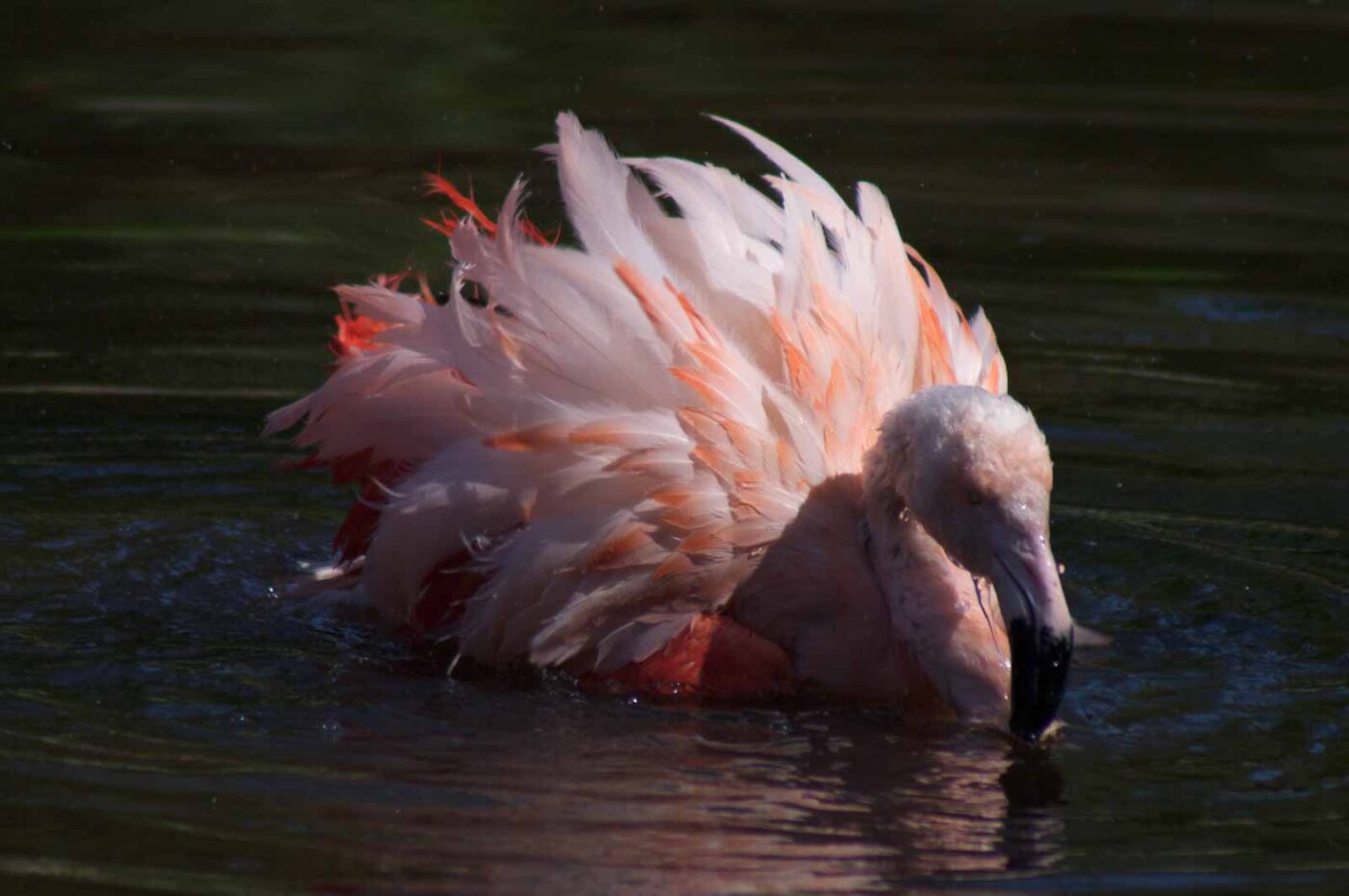 2018-04-19 - Walsrode - Vogelpark
