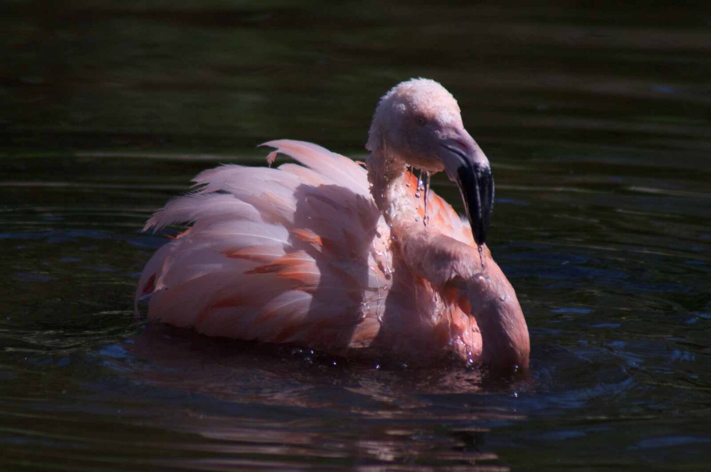 2018-04-19 - Walsrode - Vogelpark