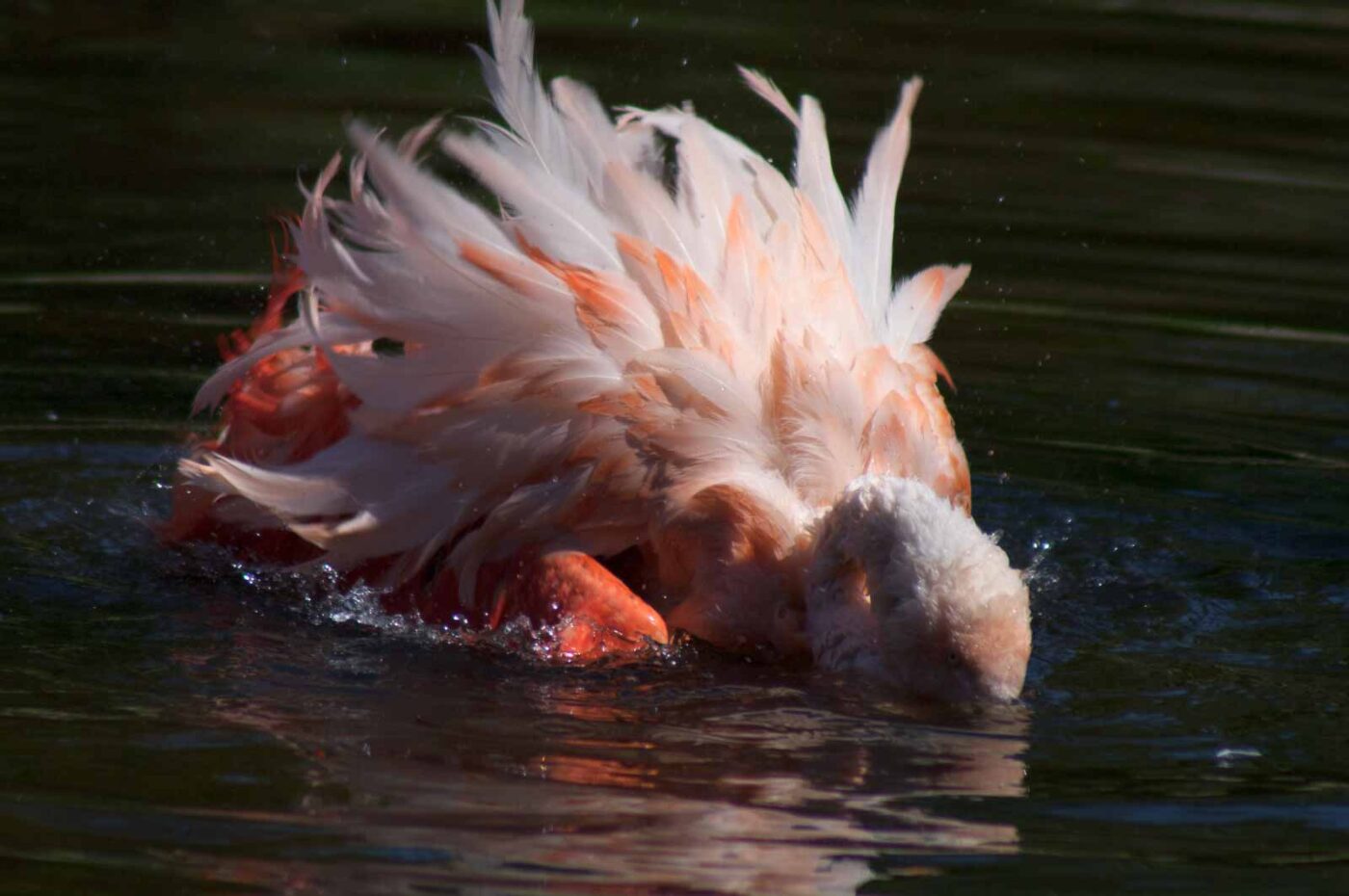 2018-04-19 - Walsrode - Vogelpark