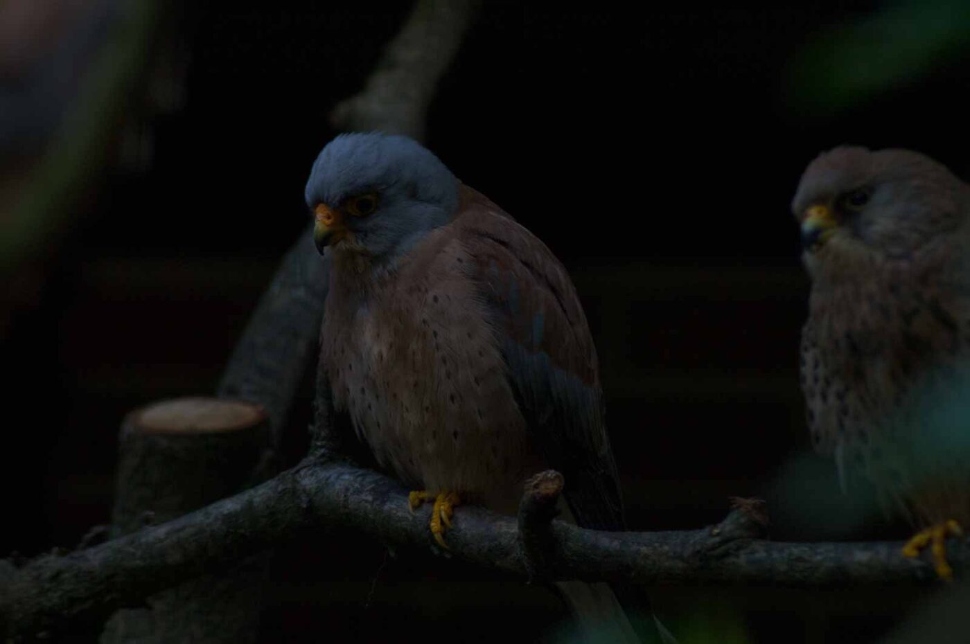 2018-04-19 - Walsrode - Vogelpark