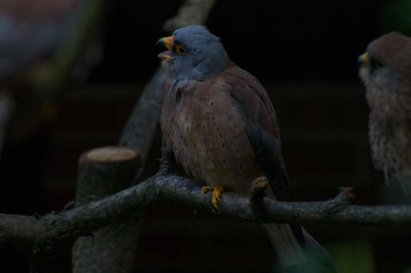 2018-04-19 - Walsrode - Vogelpark