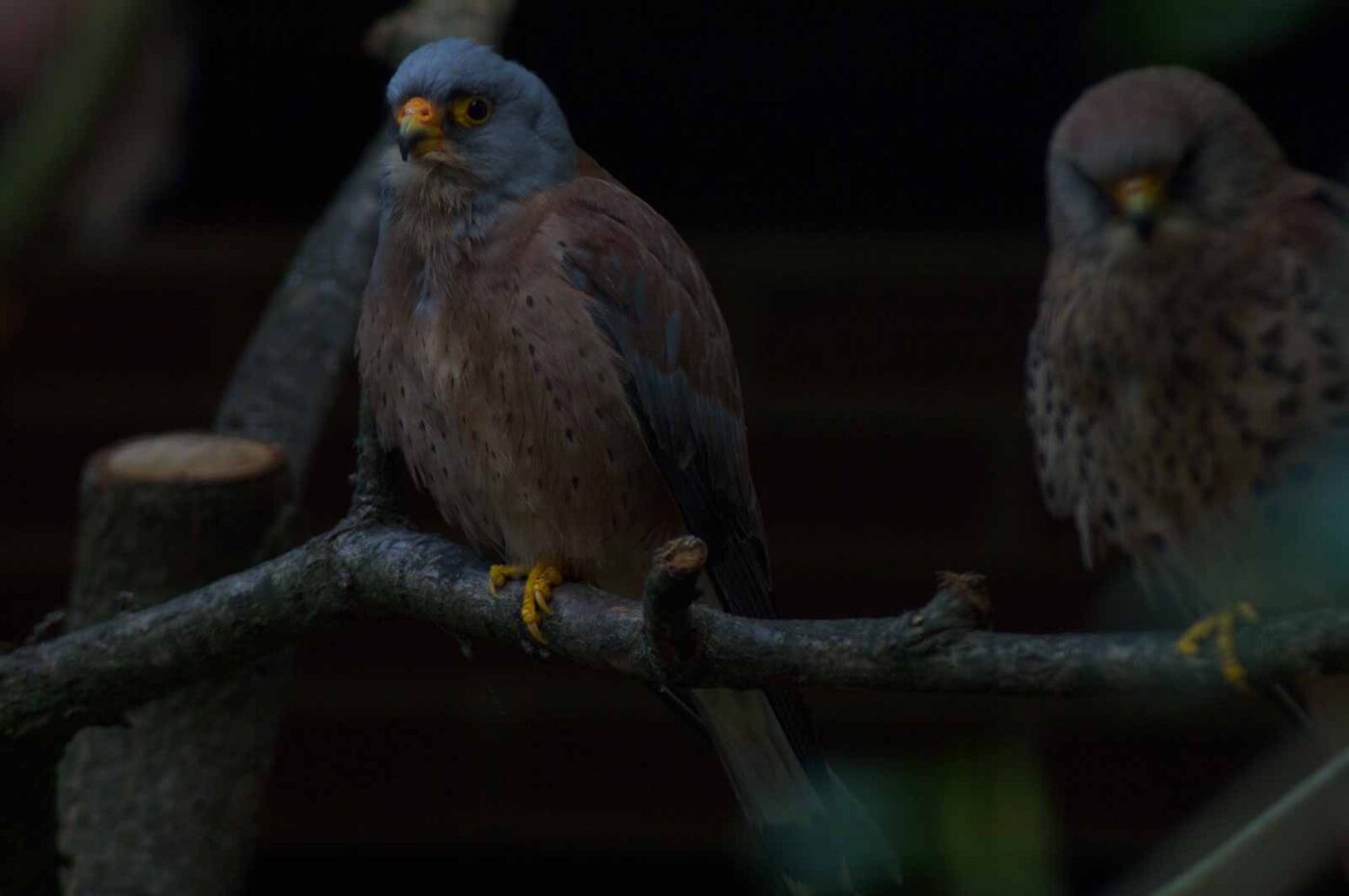 2018-04-19 - Walsrode - Vogelpark