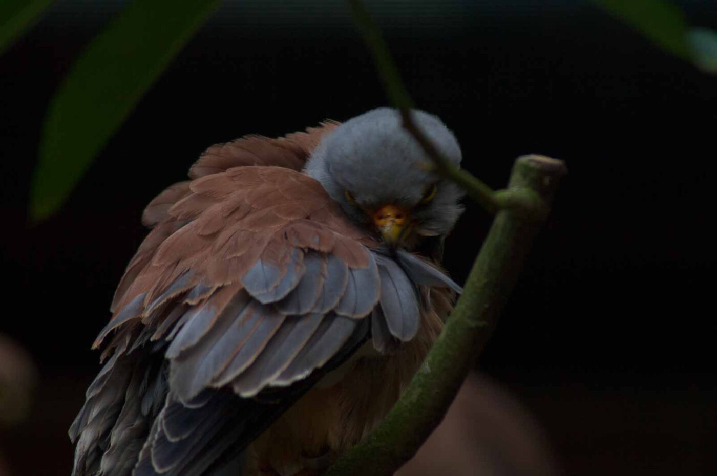 2018-04-19 - Walsrode - Vogelpark