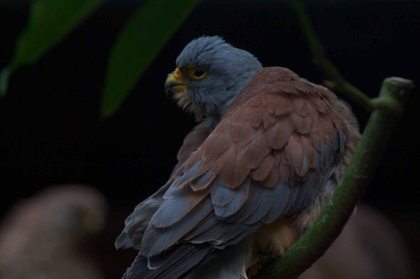 2018-04-19 - Walsrode - Vogelpark