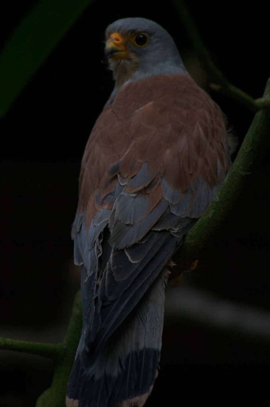 2018-04-19 - Walsrode - Vogelpark