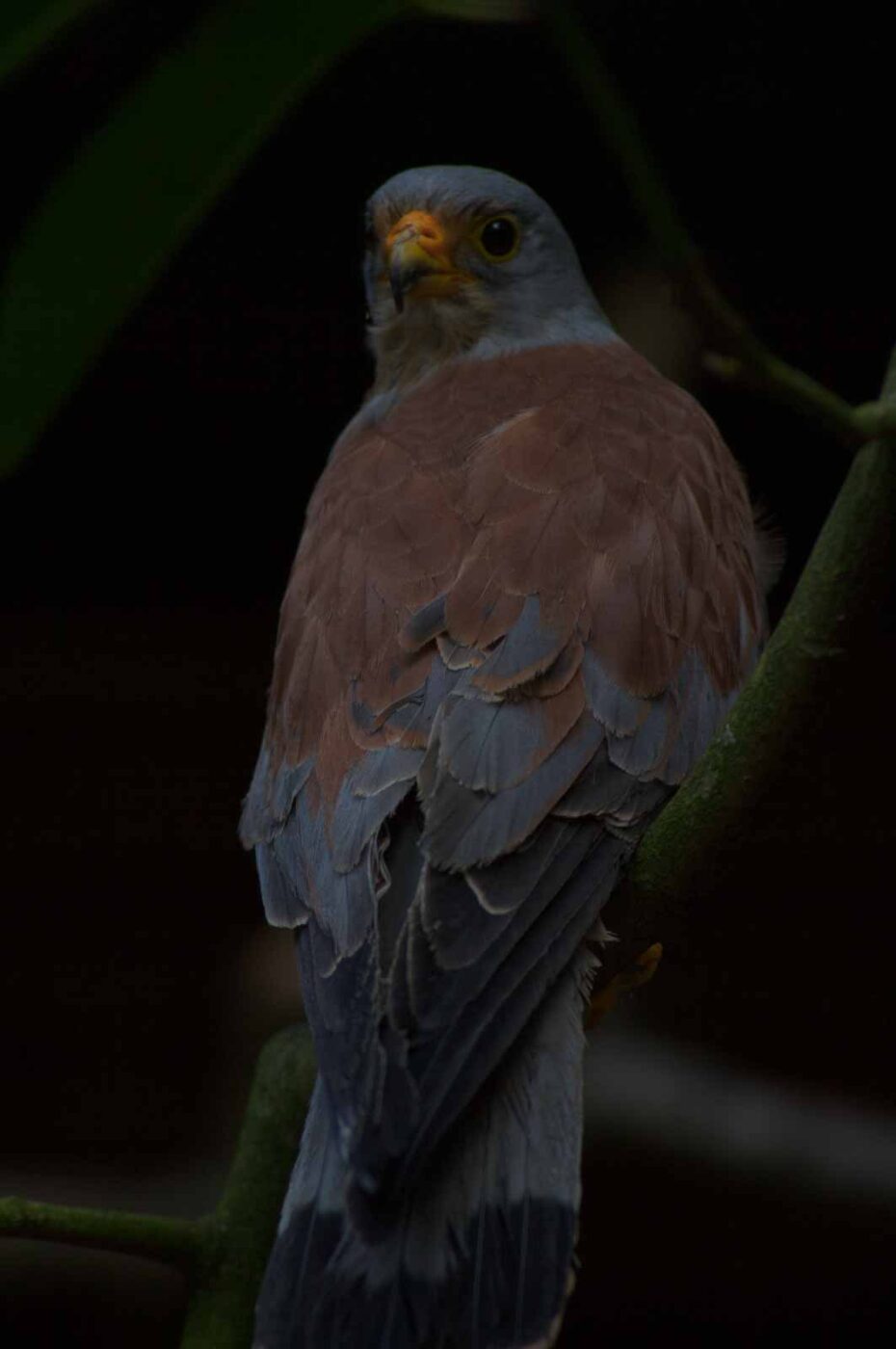 2018-04-19 - Walsrode - Vogelpark