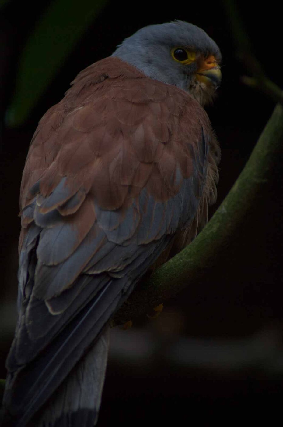 2018-04-19 - Walsrode - Vogelpark