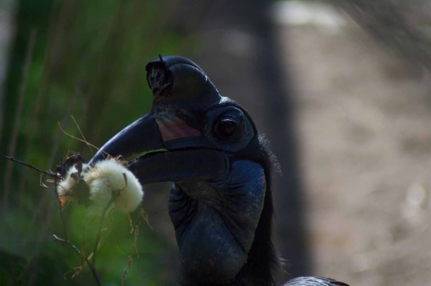 2018-04-19 - Walsrode - Vogelpark