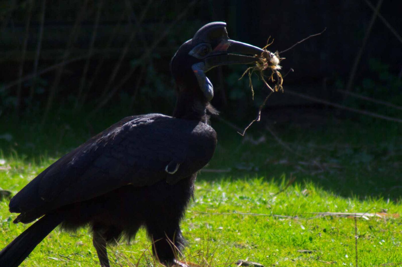 2018-04-19 - Walsrode - Vogelpark
