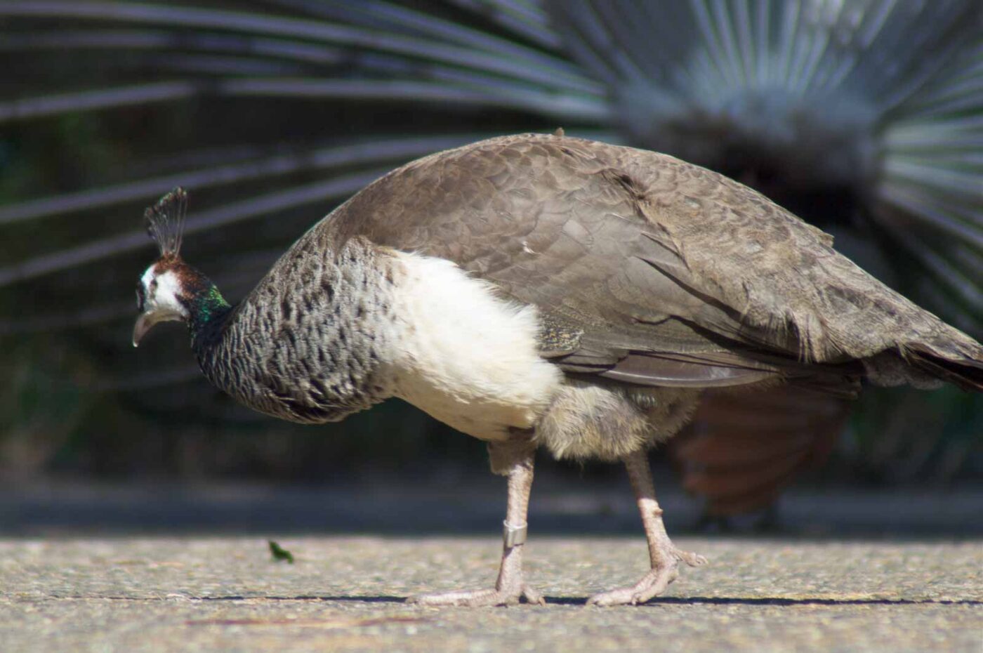 2018-04-19 - Walsrode - Vogelpark