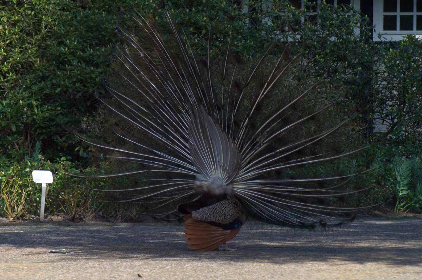 2018-04-19 - Walsrode - Vogelpark