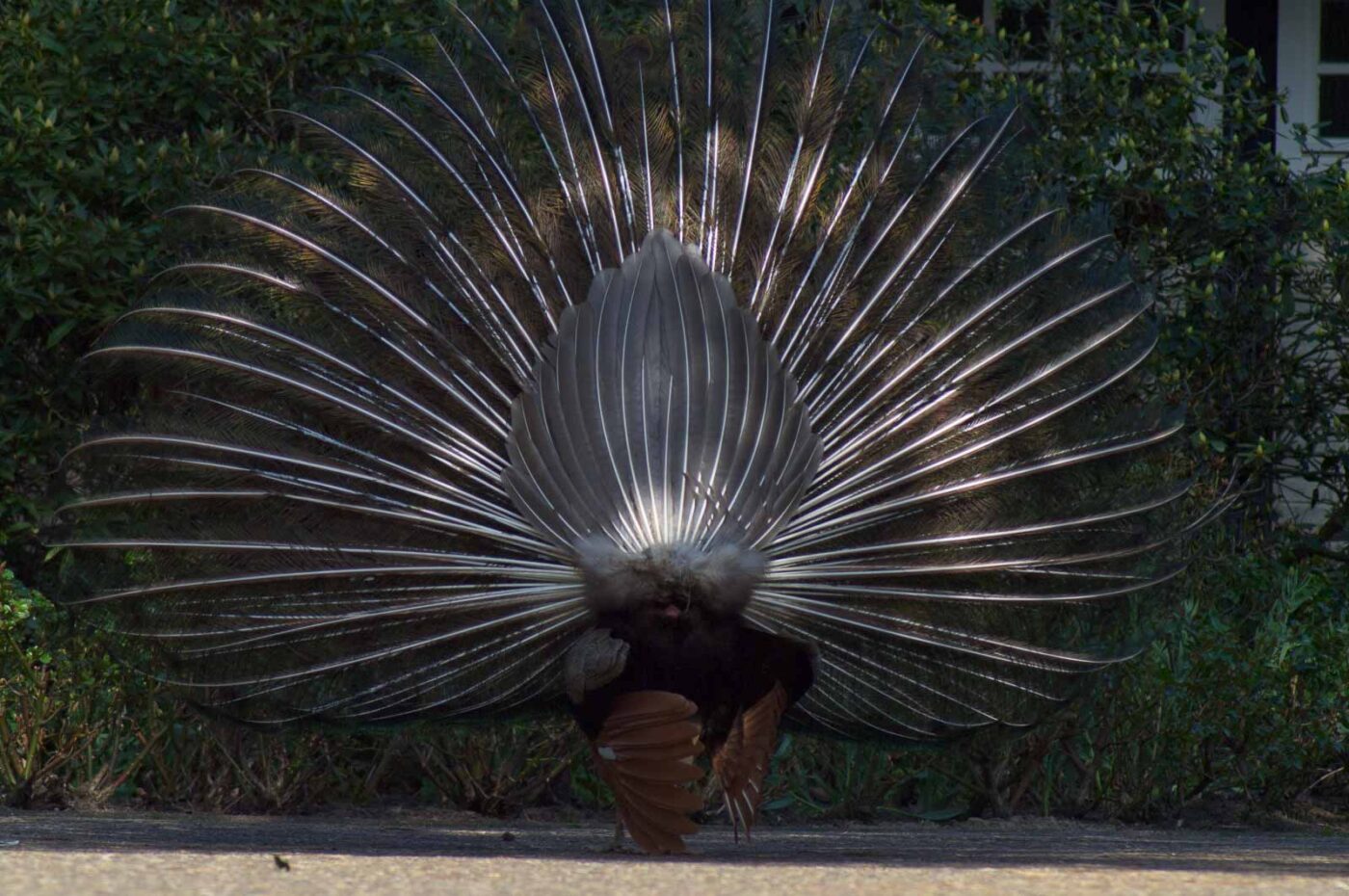 2018-04-19 - Walsrode - Vogelpark