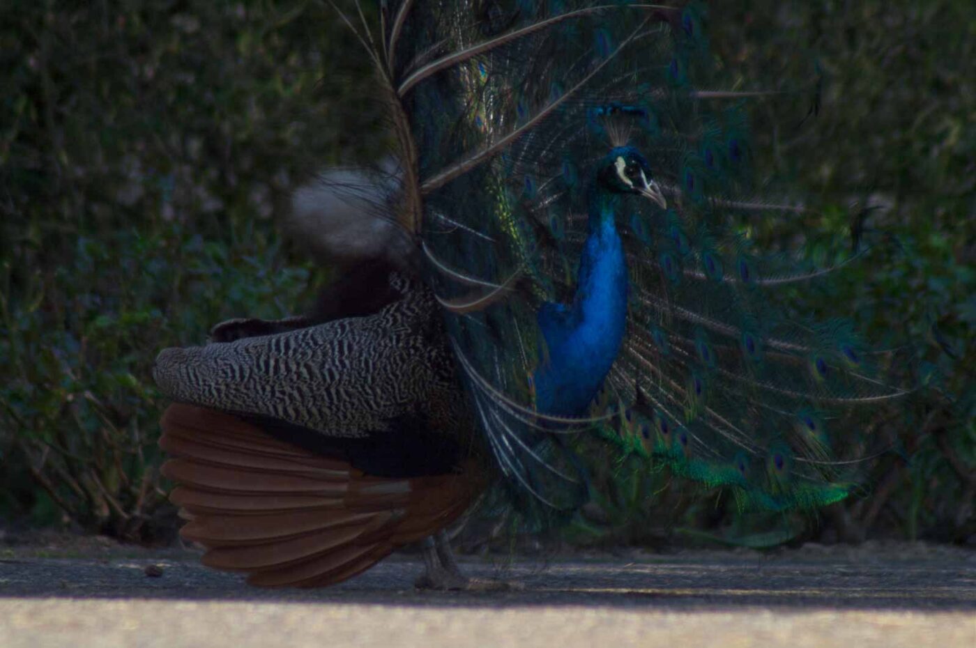2018-04-19 - Walsrode - Vogelpark