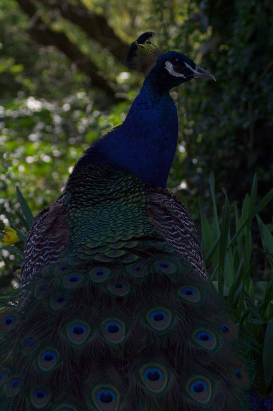 2018-04-19 - Walsrode - Vogelpark