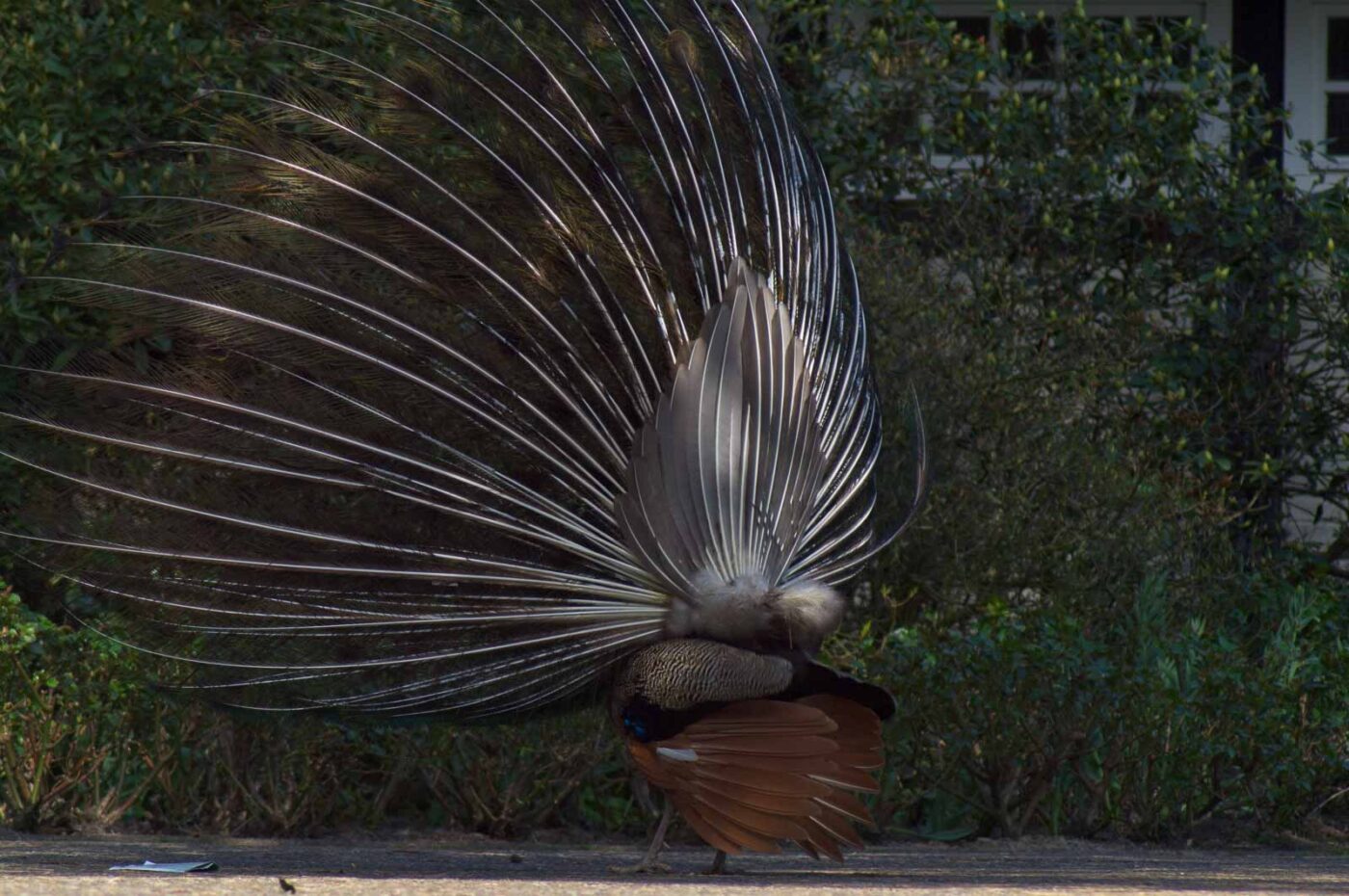 2018-04-19 - Walsrode - Vogelpark