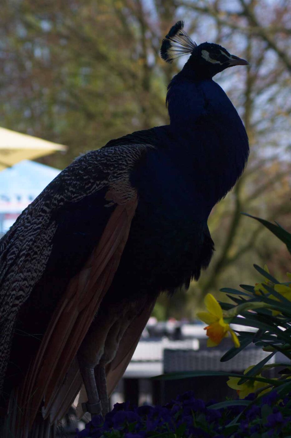 2018-04-19 - Walsrode - Vogelpark